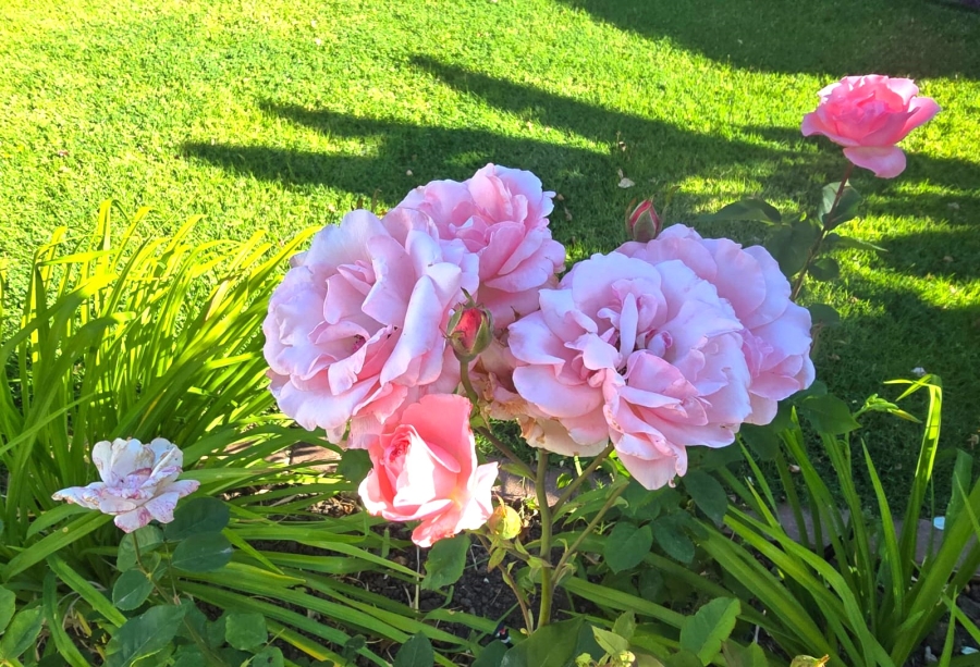 3 Bedroom Property for Sale in Wellington North Western Cape